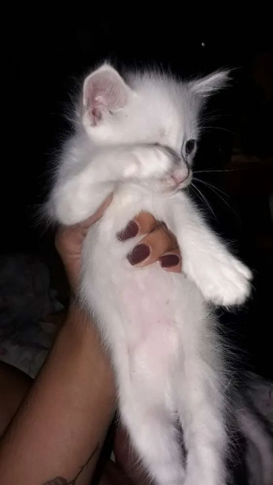 Gato raça  idade Abaixo de 2 meses nome Sem nome