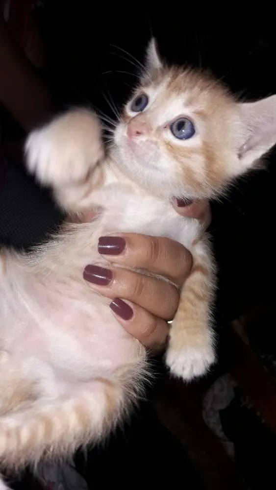 Gato raça  idade Abaixo de 2 meses nome Sem nome