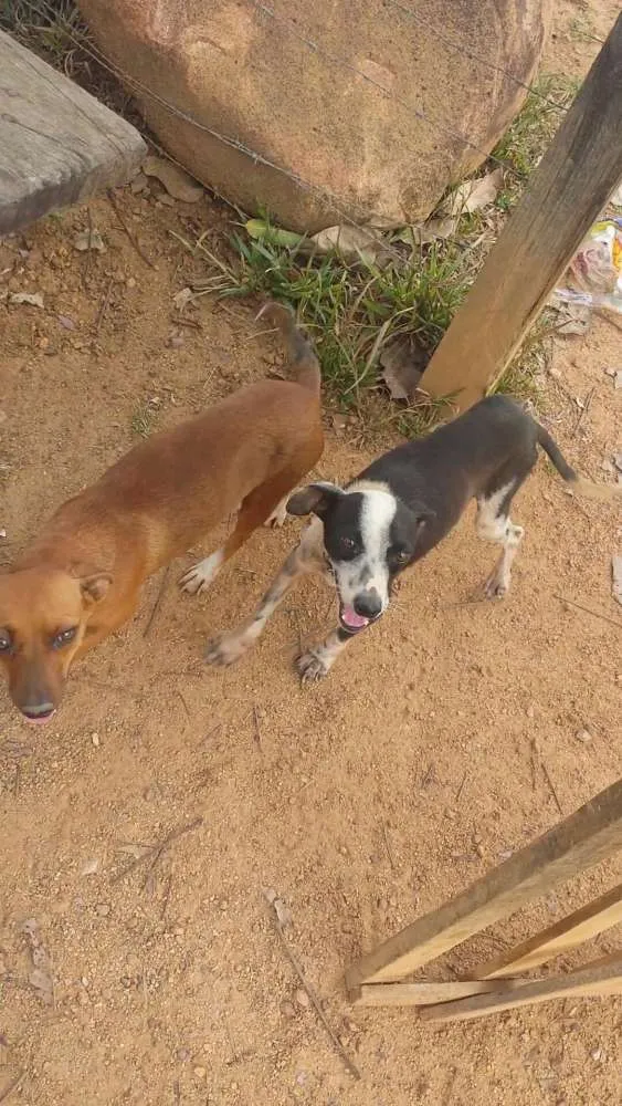 Cachorro raça Vira-lata idade 1 ano nome Max e Docinho