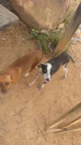 Max e Docinho