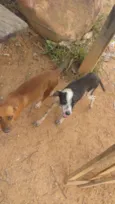 Max e Docinho