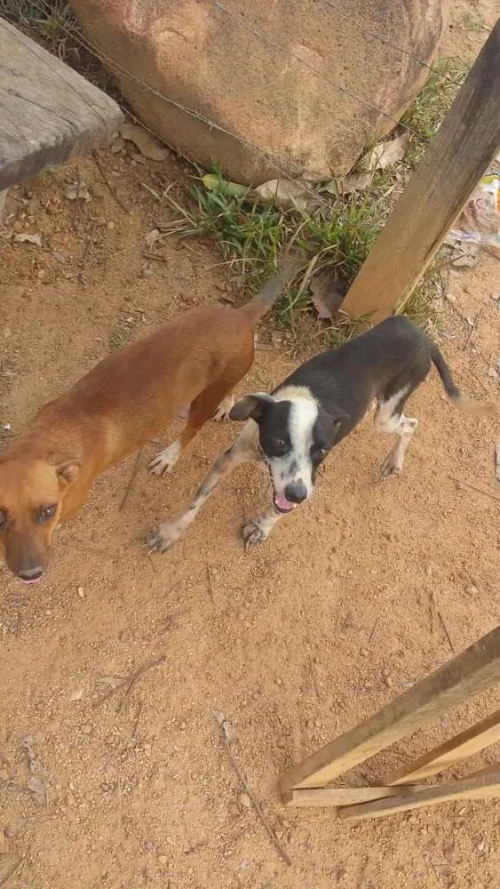 Cachorro raça Vira-lata idade 1 ano nome Max e Docinho