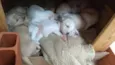 Babys