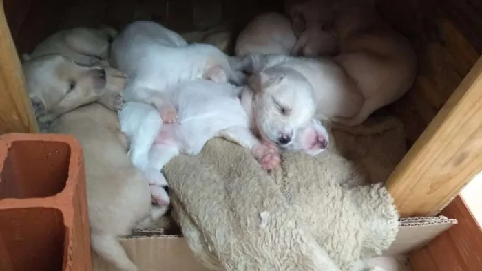 Cachorro ra a Viralata idade Abaixo de 2 meses nome Babys