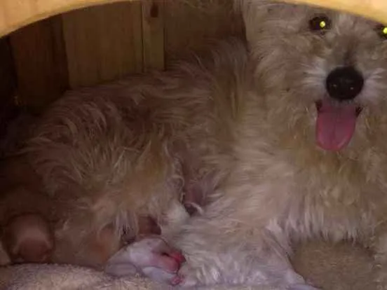 Cachorro ra a Viralata idade Abaixo de 2 meses nome Babys