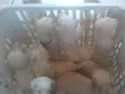 Babys