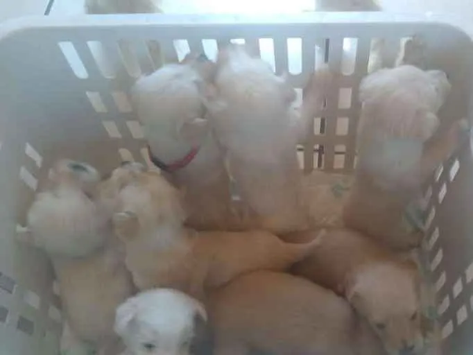 Cachorro ra a Viralata idade Abaixo de 2 meses nome Babys