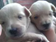 Babys