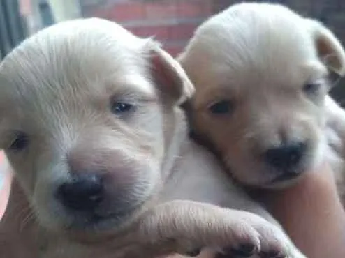 Cachorro ra a Viralata idade Abaixo de 2 meses nome Babys