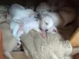 Babys