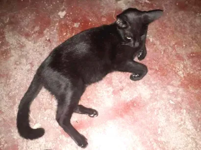 Gato raça vira lata idade 2 a 6 meses nome Ninica