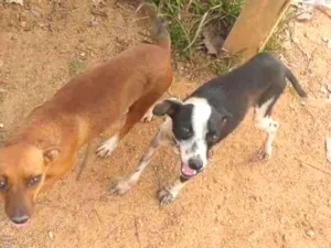 Cachorro raça Vira-lata idade 1 ano nome Max e Docinho