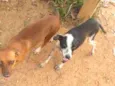 Max e Docinho