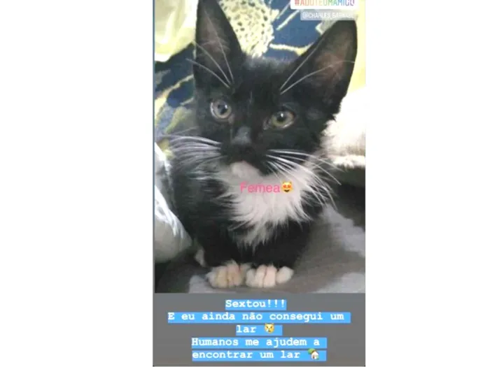 Gato ra a Indefinido idade 2 a 6 meses nome Sem nome