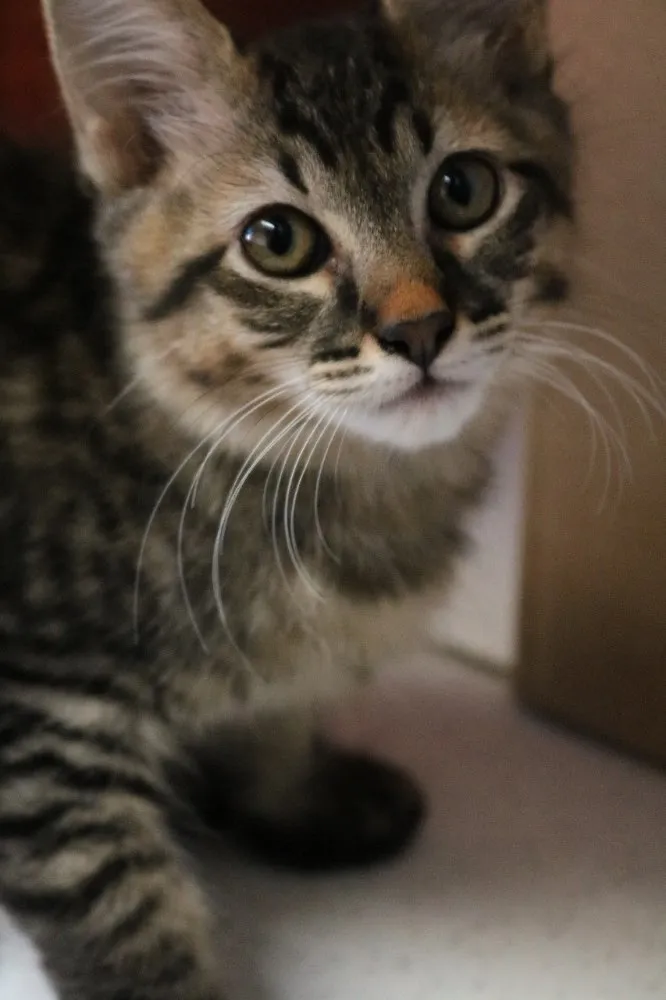 Gato ra a Srd idade 2 a 6 meses nome Tigrinho