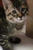 Tigrinho