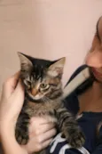 Tigrinho