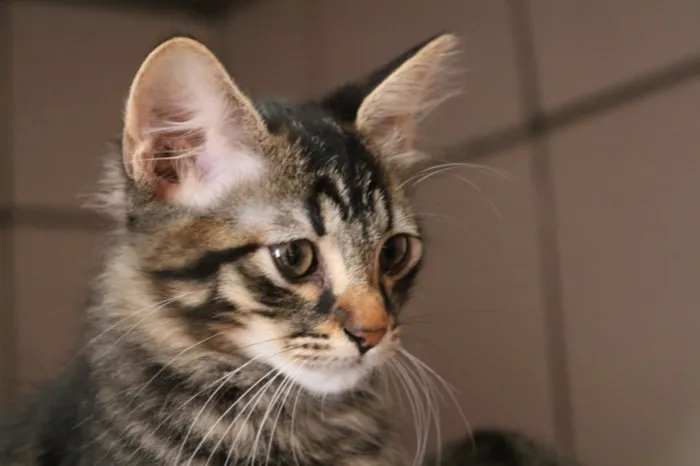 Gato ra a Srd idade 2 a 6 meses nome Tigrinho