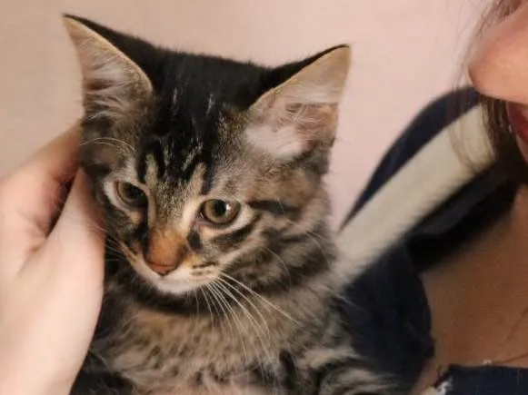 Gato ra a Srd idade 2 a 6 meses nome Tigrinho
