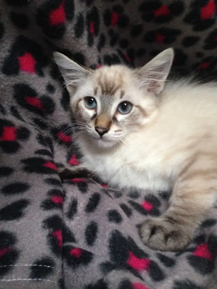 Gato ra a Srd idade 2 a 6 meses nome Snow