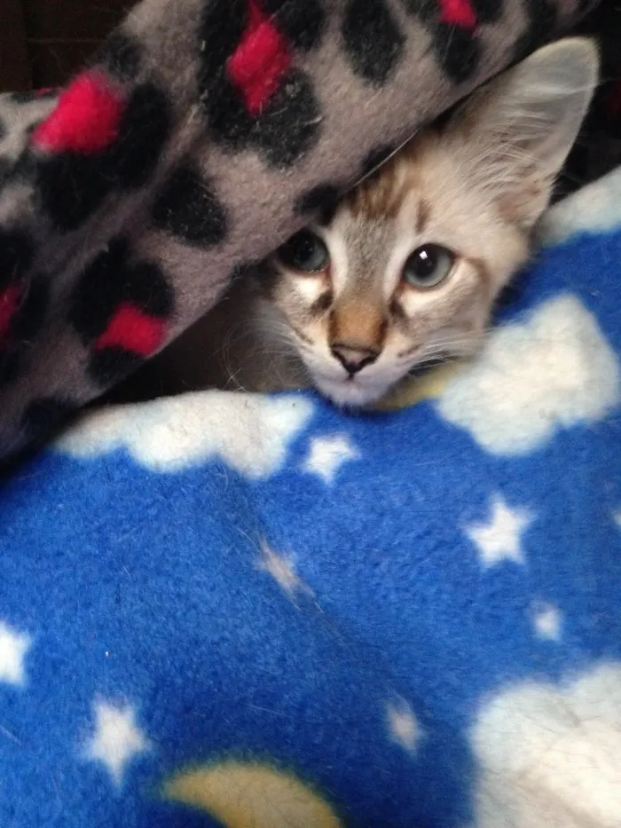 Gato ra a Srd idade 2 a 6 meses nome Snow