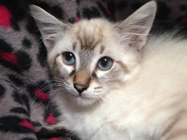 Gato ra a Srd idade 2 a 6 meses nome Snow