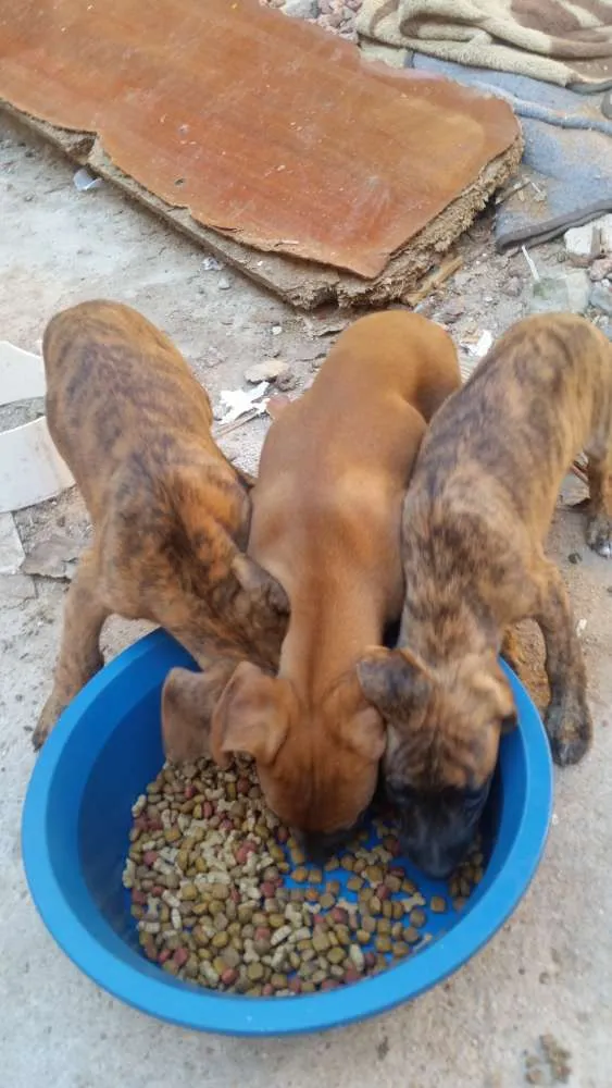 Cachorro ra a Vira Lata idade 2 a 6 meses nome Sem nome