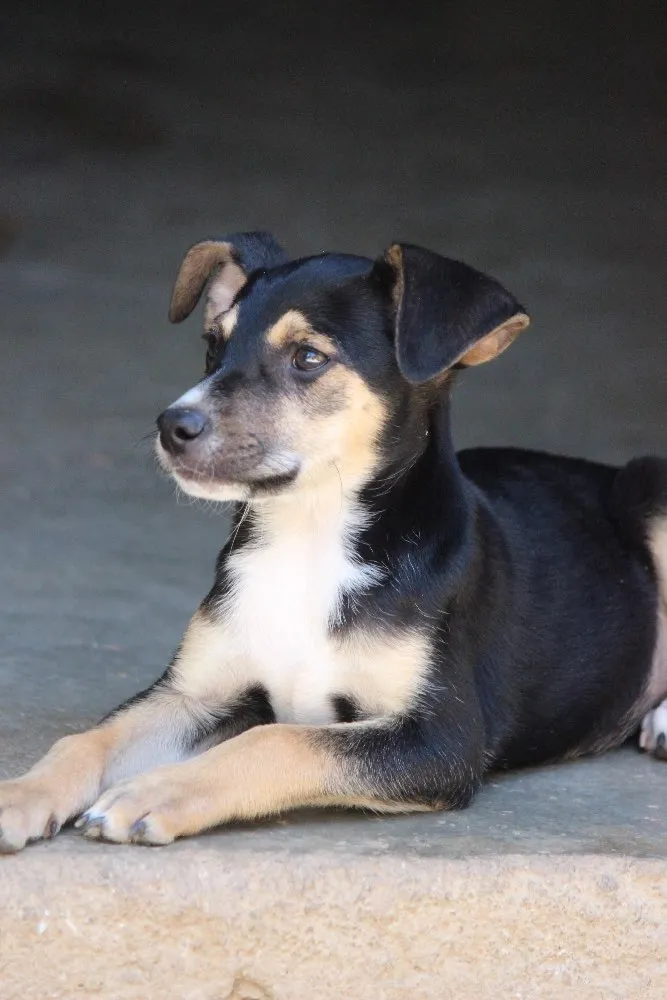 Cachorro ra a Srd idade 2 a 6 meses nome Lupi