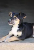 Lupi