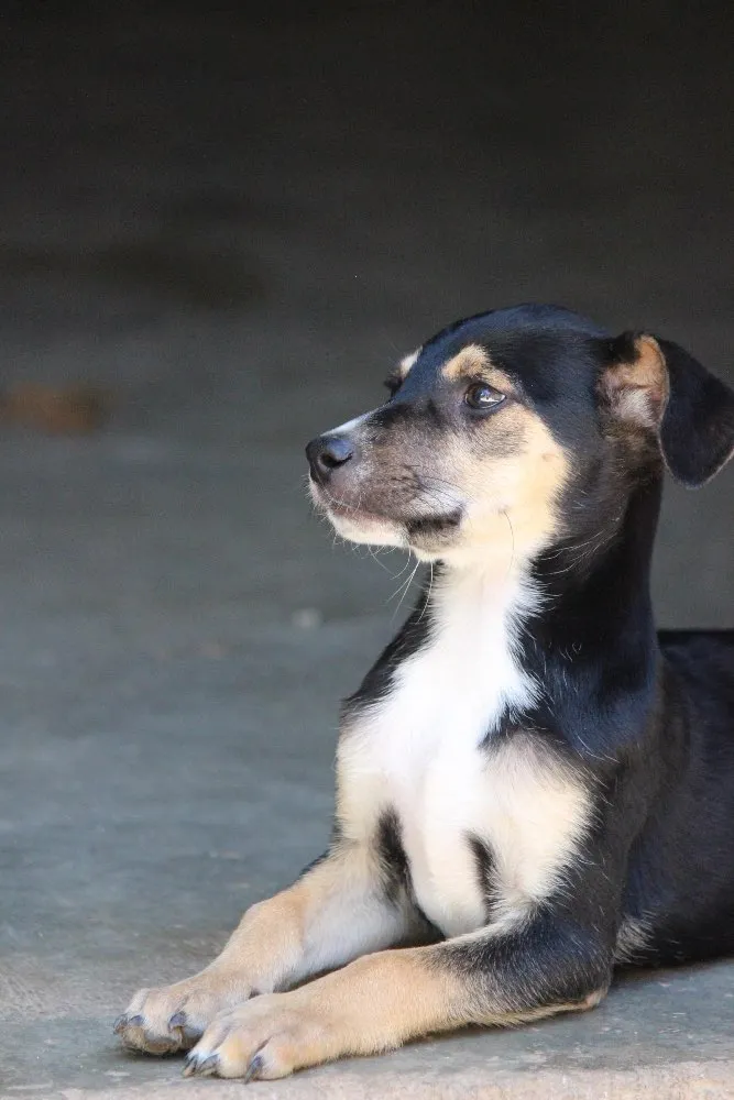 Cachorro ra a Srd idade 2 a 6 meses nome Lupi