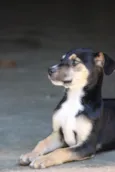 Lupi
