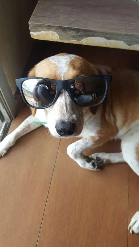 Cachorro ra a Indefinida idade 1 ano nome Taila