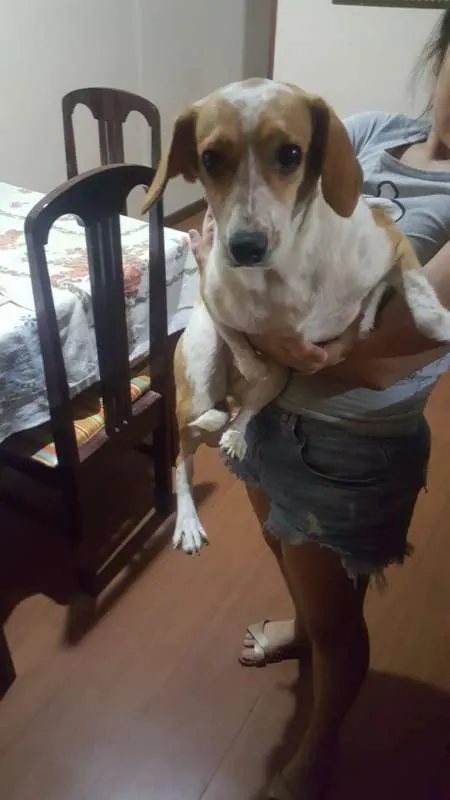 Cachorro ra a Indefinida idade 1 ano nome Taila