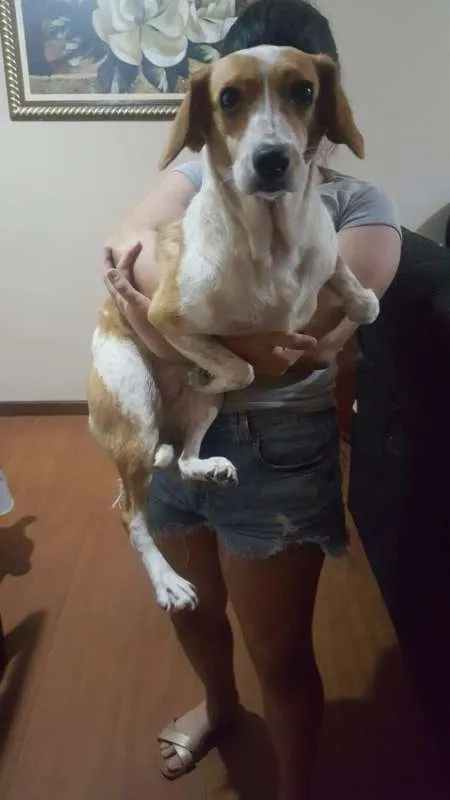 Cachorro ra a Indefinida idade 1 ano nome Taila