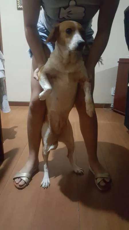 Cachorro ra a Indefinida idade 1 ano nome Taila