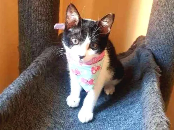 Gato ra a SRD idade 2 a 6 meses nome Mile