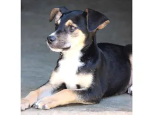 Cachorro raça Srd idade 2 a 6 meses nome Lupi