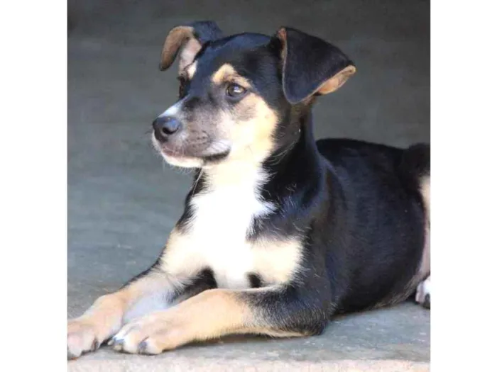 Cachorro ra a Srd idade 2 a 6 meses nome Lupi