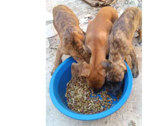 Cachorro ra a Vira Lata idade 2 a 6 meses nome Sem nome