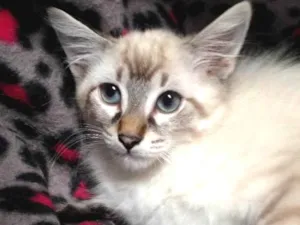 Gato raça Srd idade 2 a 6 meses nome Snow