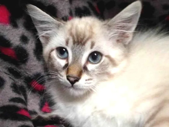Gato ra a Srd idade 2 a 6 meses nome Snow