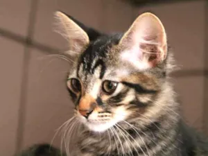 Gato raça Srd idade 2 a 6 meses nome Tigrinho