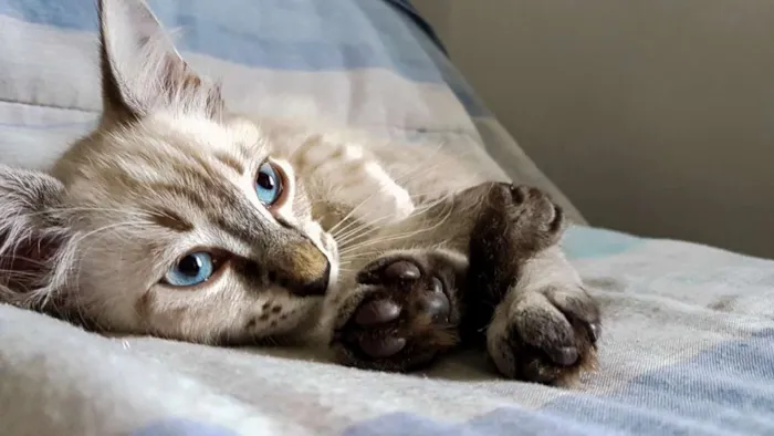 Gato ra a SRD idade 2 a 6 meses nome Sansa