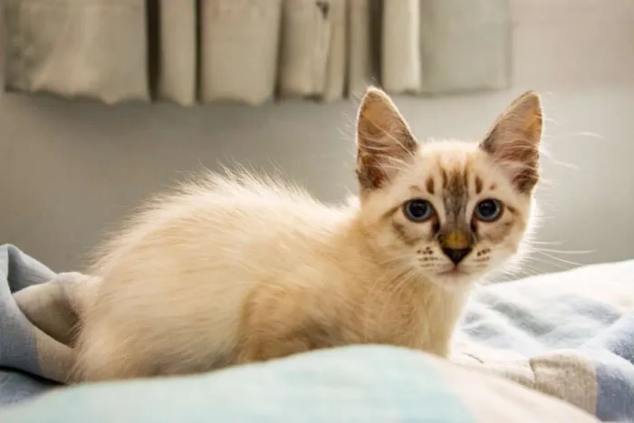 Gato ra a SRD idade 2 a 6 meses nome Sansa
