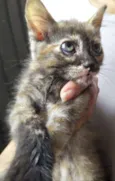 Lolita