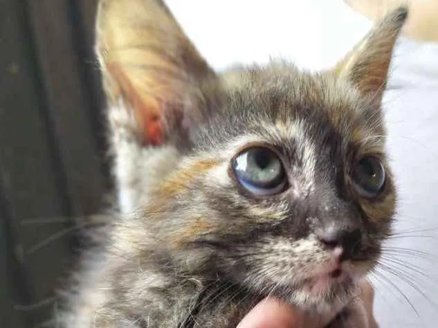 Gato ra a Srd idade Abaixo de 2 meses nome Lolita