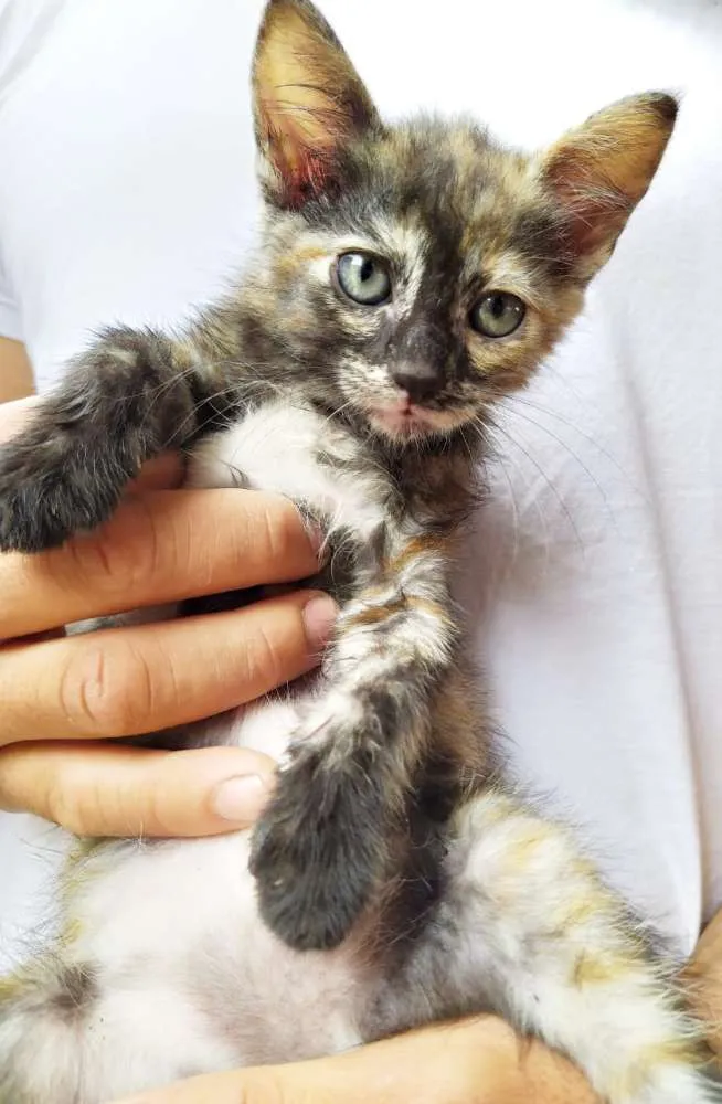 Gato ra a Srd idade Abaixo de 2 meses nome Lolita