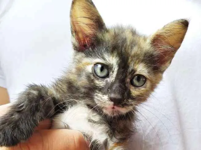 Gato ra a Srd idade Abaixo de 2 meses nome Lolita