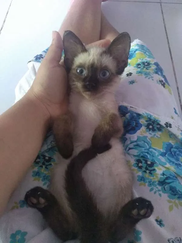 Gato ra a SRD idade 2 a 6 meses nome Sem nome 