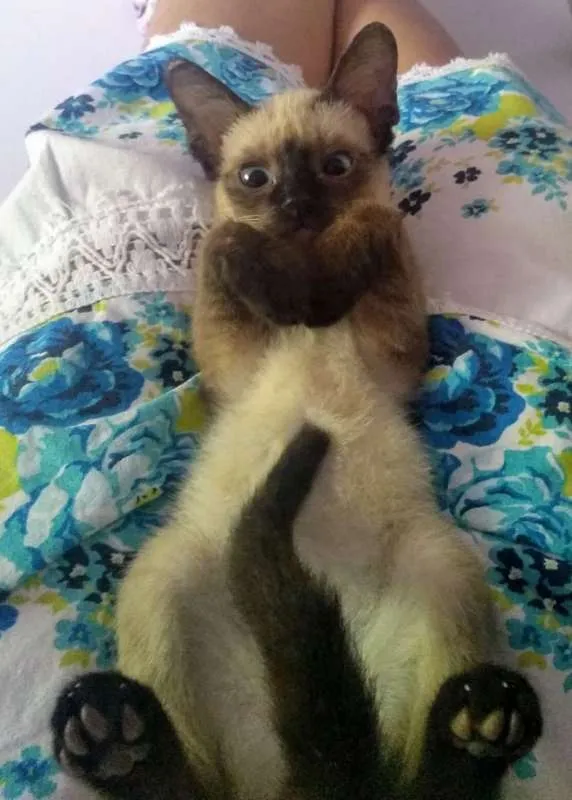 Gato ra a SRD idade 2 a 6 meses nome Sem nome 